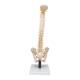 3B Scientific VB84 Flexible Spine Model with Soft Intervertebral Discs - 3B Smart Anatomy