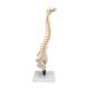 3B Scientific VB84 Flexible Spine Model with Soft Intervertebral Discs - 3B Smart Anatomy