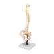 3B Scientific VB84 Flexible Spine Model with Soft Intervertebral Discs - 3B Smart Anatomy