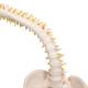 3B Scientific VB84 Flexible Spine Model with Soft Intervertebral Discs - 3B Smart Anatomy