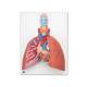 3B Scientific VC243 Lung Model with Larynx 5-Part - 3B Smart Anatomy
