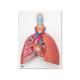 3B Scientific VC243 Lung Model with Larynx 5-Part - 3B Smart Anatomy