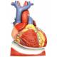 Heart on Diaphragm Model 3 Times Life-Size 10 Part