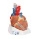 3B Scientific VD253 Heart Model 7-Part - 3B Smart Anatomy