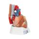 3B Scientific VD253 Heart Model 7-Part - 3B Smart Anatomy