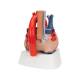 3B Scientific VD253 Heart Model 7-Part - 3B Smart Anatomy