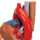 3B Scientific VD253 Heart Model 7-Part - 3B Smart Anatomy