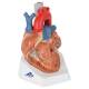 Heart Model 7-Part