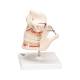 3B Scientific VE281 Adult Denture Model - 3B Smart Anatomy