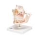 3B Scientific VE281 Adult Denture Model - 3B Smart Anatomy