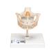 3B Scientific VE282 Milk Dentures Model - 3B Smart Anatomy