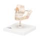 3B Scientific VE282 Milk Dentures Model - 3B Smart Anatomy