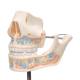 3B Scientific VE282 Milk Dentures Model - 3B Smart Anatomy
