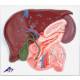 Liver with Gall Bladder Pancreas and Duodenum Model