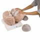 3B Scientific VH409 Giant Brain Model 14-Part 2.5 Times Full-Size - 3B Smart Anatomy