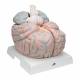 3B Scientific VH409 Giant Brain Model 14-Part 2.5 Times Full-Size - 3B Smart Anatomy