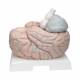 3B Scientific VH409 Giant Brain Model 14-Part 2.5 Times Full-Size - 3B Smart Anatomy