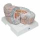 3B Scientific VH409 Giant Brain Model 14-Part 2.5 Times Full-Size - 3B Smart Anatomy