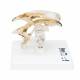 3B Scientific VH410 Brain Ventricles Model - 3B Smart Anatomy