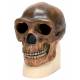 Anthropological Skull Model - Sinanthropus