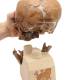 3B Scientific VP751-1 Anthropological Skull Model - La Chapelle-aux-Saints