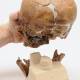 3B Scientific VP751-1 Anthropological Skull Model - La Chapelle-aux-Saints