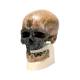 3B Scientific VP752-1 Anthropological Skull Model - Cro-Magnon