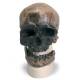 Anthropological Skull Model - Cro-Magnon