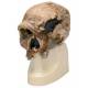 Anthropological Skull Model - Steinheim