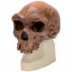 Anthropological Skull Model - Broken Hill or Kabwe