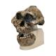 Anthropological Skull Model - KNM-ER 406, Omo L. 7A-125