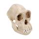 3B Scientific VP760-1 Chimpanzee Skull (Pan Troglodytes) Female Model