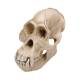 3B Scientific VP761-1 Orangutan Skull (Pongo Pygmaeus) Male Model
