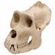 Gorilla Skull (Gorilla Gorilla) Male Model