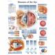 Diseases of the Eye Chart