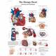 The Human Heart Chart