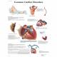 Common Cardiac Disorders Chart