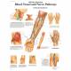 Blood Vessel, Nerve Pathways Chart