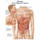 Diseases Digestive System Chart