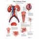 The Urinary Tract Chart