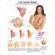 The Female Breast Chart