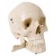 Skull Model with Teeth for Extraction - 4 Part