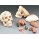 Mr Thrifty Miniature Skull with 8-Part Brain