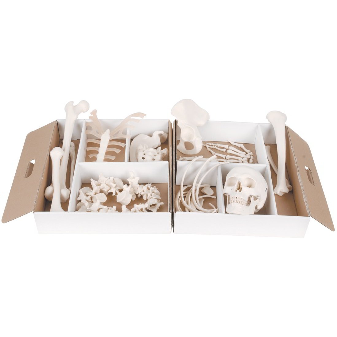 3B Anatomical Model - Disarticulated Half Skeleton 3B Anatomical Model - Disarticulated Half Skeleton