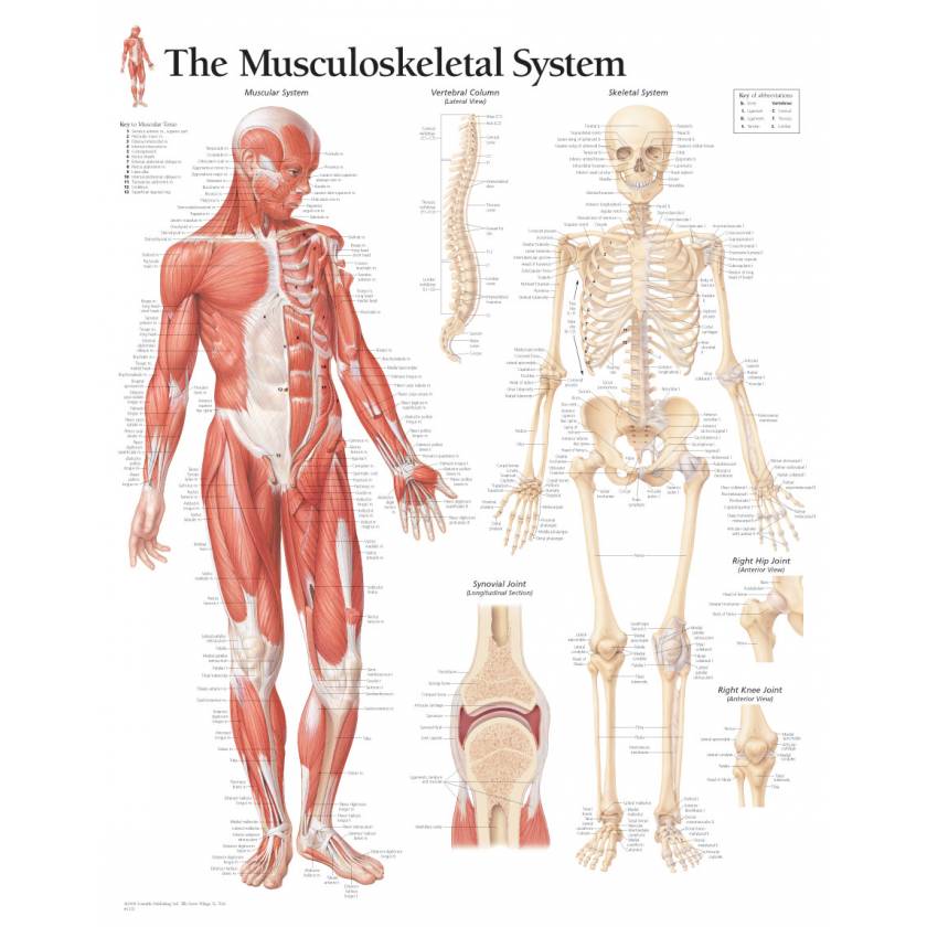 The Musculoskeletal System Is Under The Control