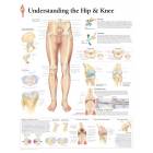 Understanding the Hip & Knee Chart