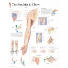 Understanding the Shoulder & Elbow Chart