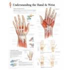 Understanding the Hand & Wrist Chart