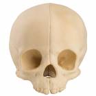 ORTHOBone Standard Pediatric Skull