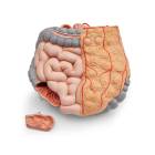 Torso: Whole Intestine 2-Part Complete